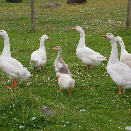 The Little Flock Farm Bed and Breakfast Cloonmore Eksteriør billede