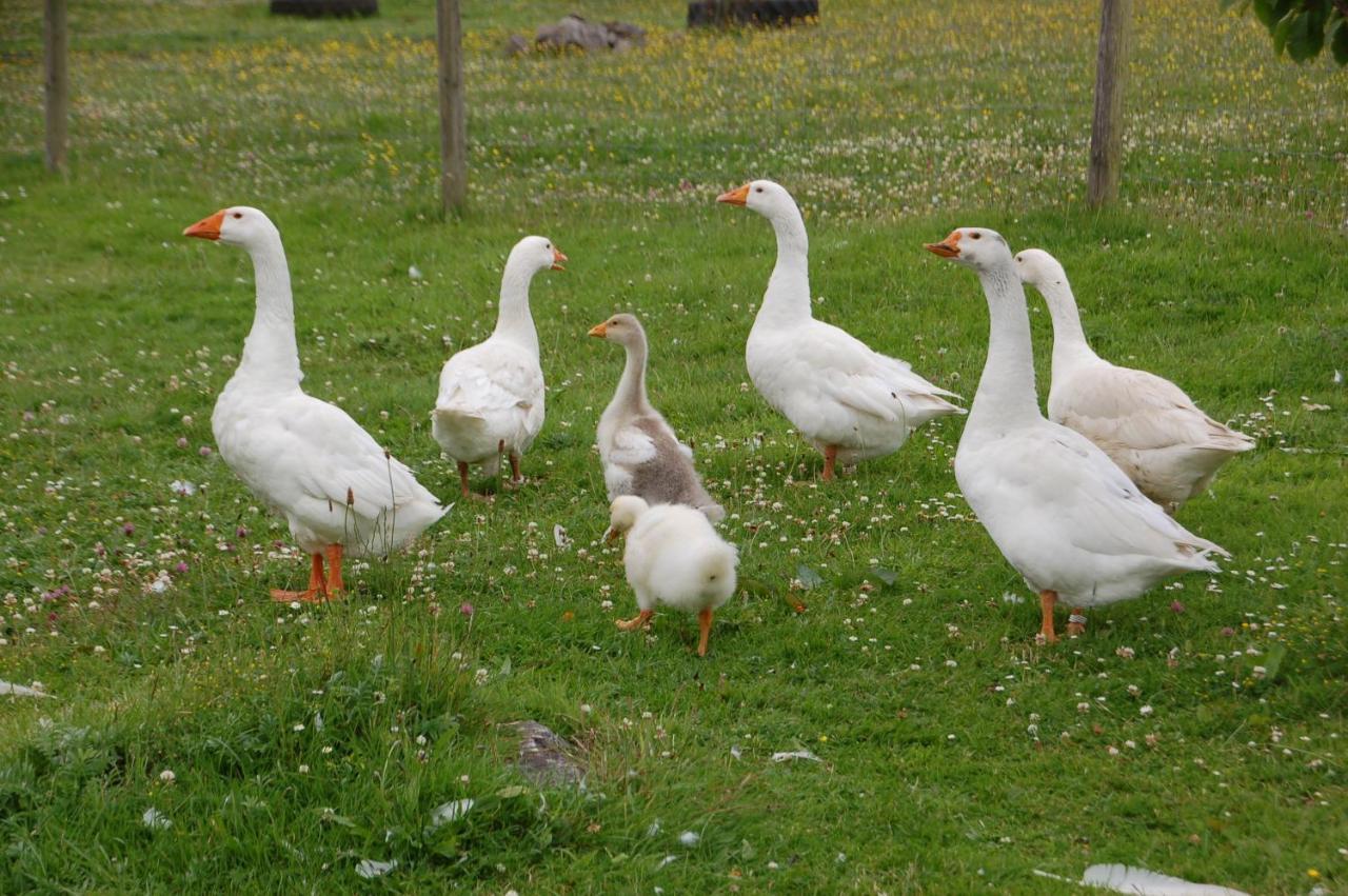 The Little Flock Farm Bed and Breakfast Cloonmore Eksteriør billede